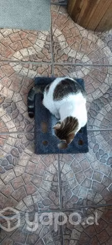 Juguete para gato - Imagen 5