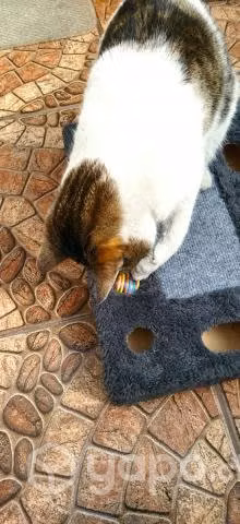 Juguete para gato - Imagen 3