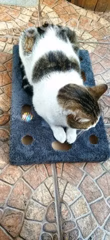 Juguete para gato - Imagen 2