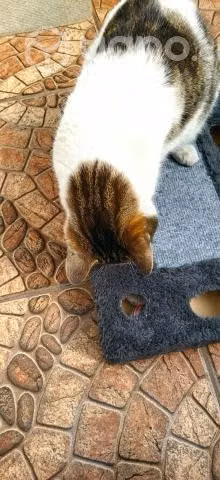 Juguete para gato - Imagen 4