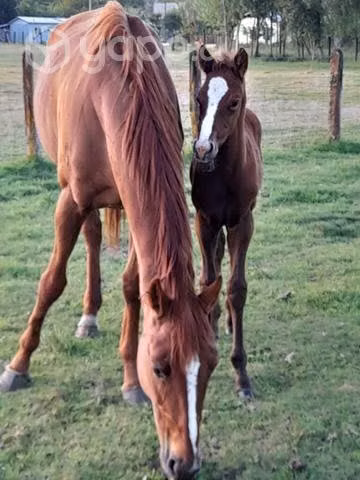 2 lleguas