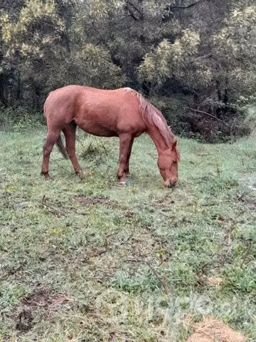 2 lleguas