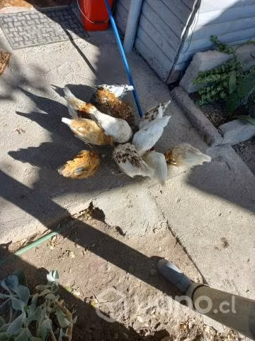 Gallinas - Imagen 4