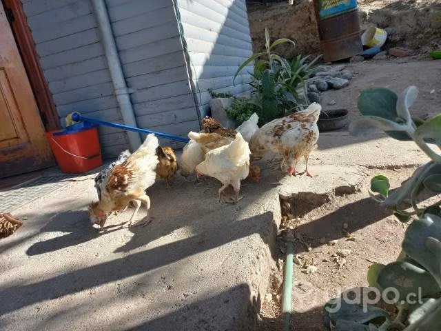 Gallinas - Imagen 5
