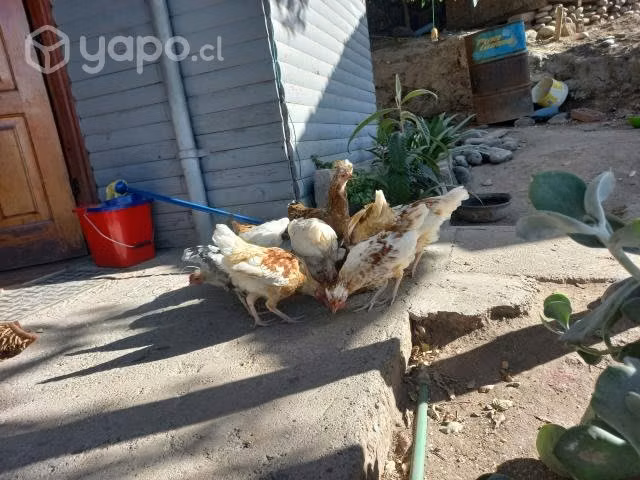 Gallinas - Imagen 6