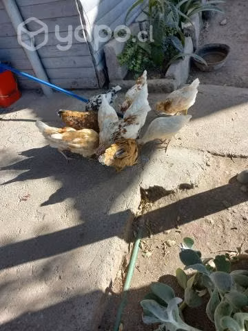 Gallinas - Imagen 3