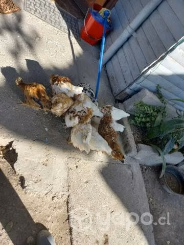 Gallinas