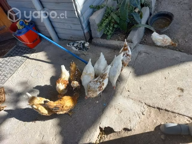 Gallinas - Imagen 2