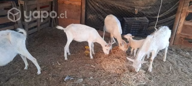 cabras saanen
