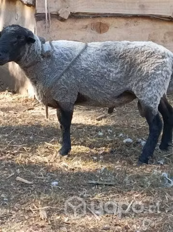 Carnero de 2 años - Imagen 2