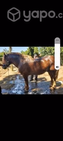 Servicio monta
