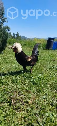 Gallo polaco