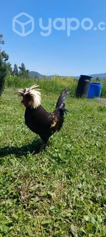 Gallo polaco