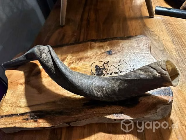 Shofar Kudu 27-28 importado de Israel