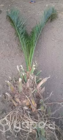 Palmera