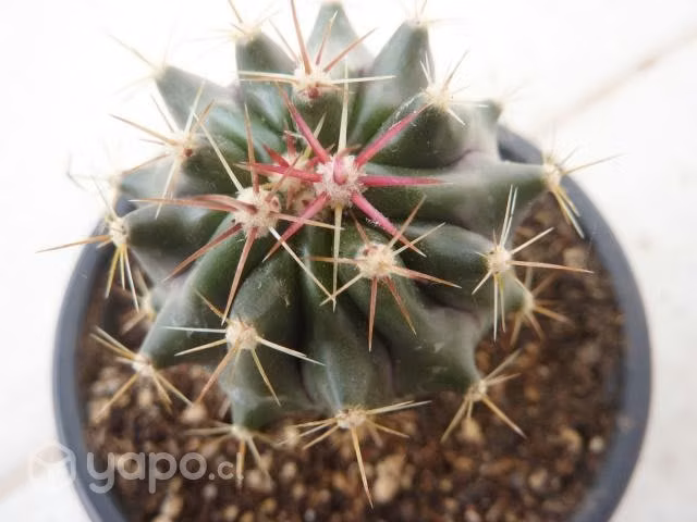 Cactus Ferocactus - Imagen 2