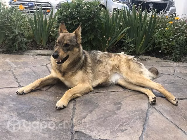 Perrita esterilizada en adopción - Imagen 3
