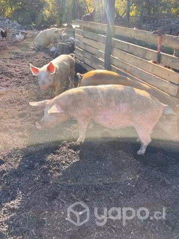Cerditos de campo