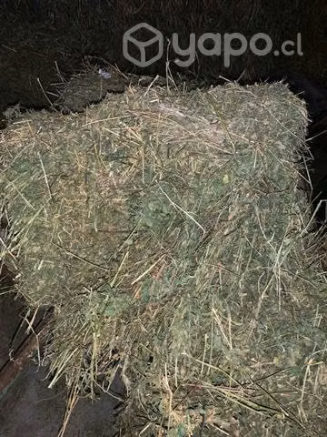 fardos de ballica cn alfalfa