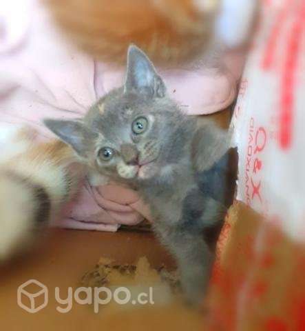 Tiernos gatitos en adopcion