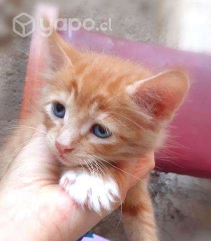 Tiernos gatitos en adopcion