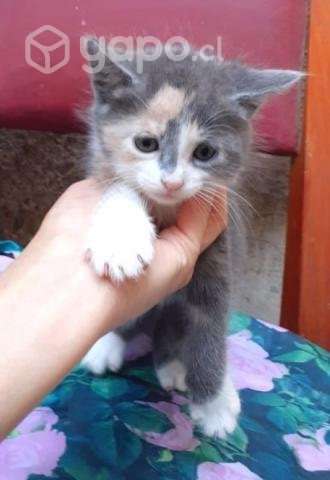 Tiernos gatitos en adopcion