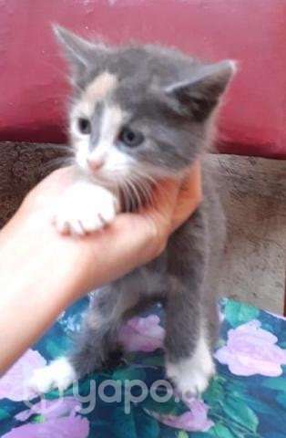 Tiernos gatitos en adopcion
