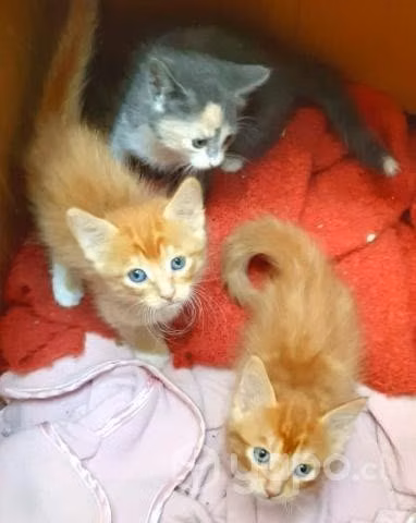 Tiernos gatitos en adopcion