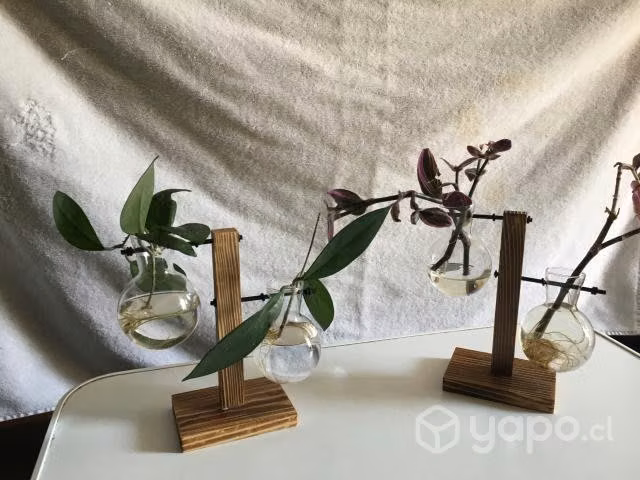 Plantas y decoración