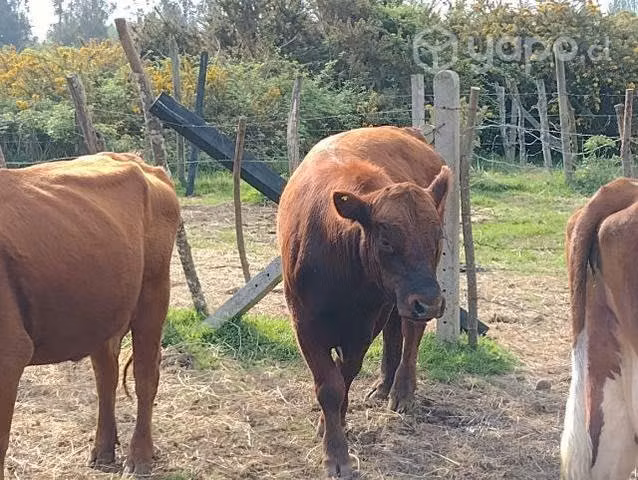 (V) Toro Angus, - Imagen 6