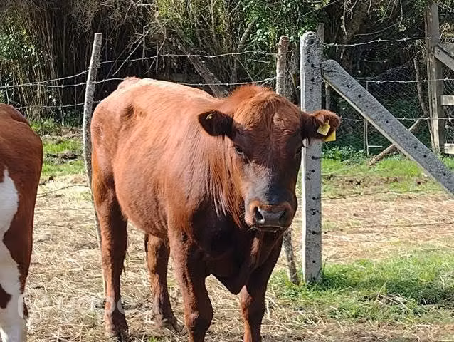 (V) Toro Angus, - Imagen 4