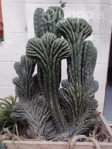Cactus Cerebro