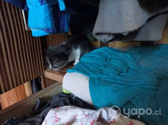 Se regalan gatitos a personas responsables