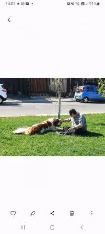 Paseador de perros sector bicentenario talca