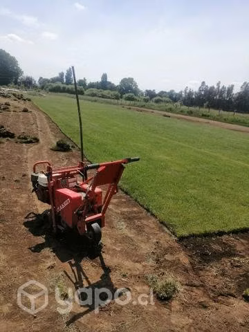 Pasto en rollo