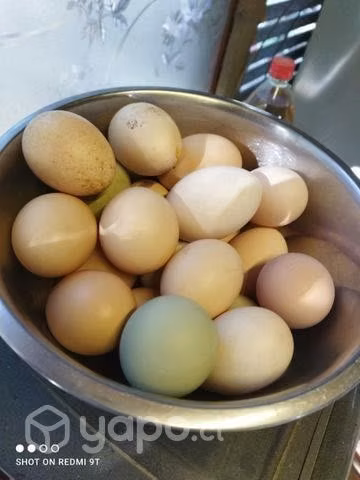 Huevos de campo