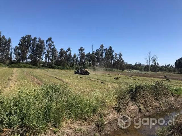 Fardos de alfalfa