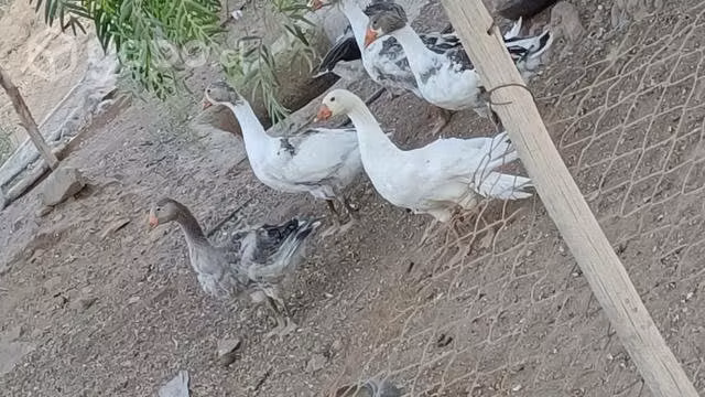 Pavos-patos-ganso