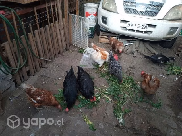 Lote de gallinas