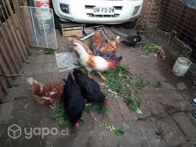 Lote de gallinas
