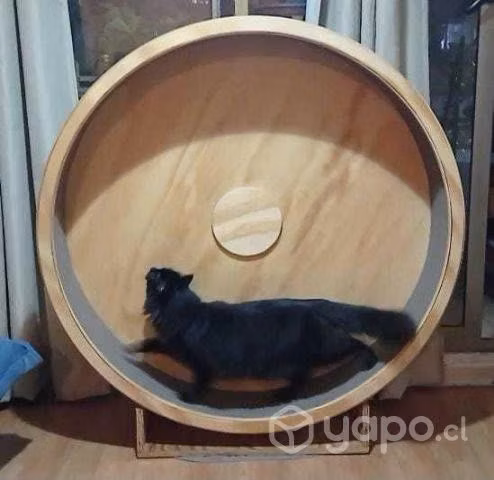 Ruedas de ejercicio para gatos