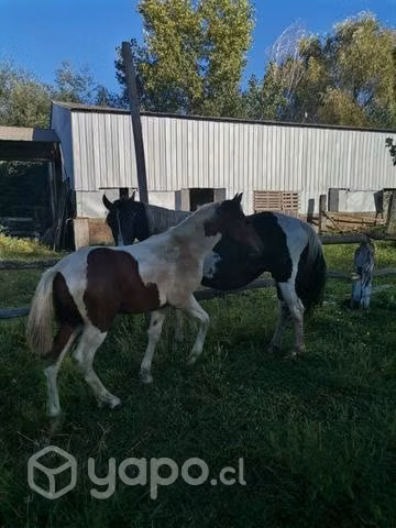 Yegua de cria, potrillo mestizo muy manzo