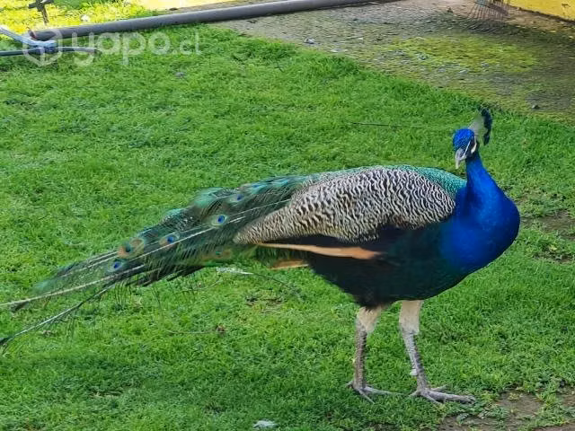 Pavo real