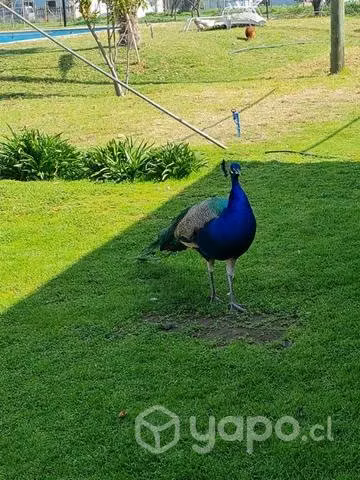Pavo real