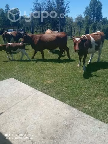 Vaquillas