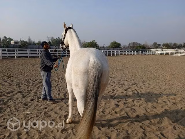 Caballo Anglo Árabe