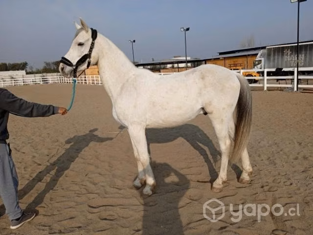 Caballo Anglo Árabe - Imagen 2