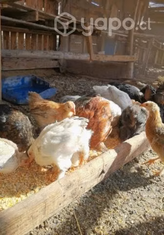 Gallinas brahmas