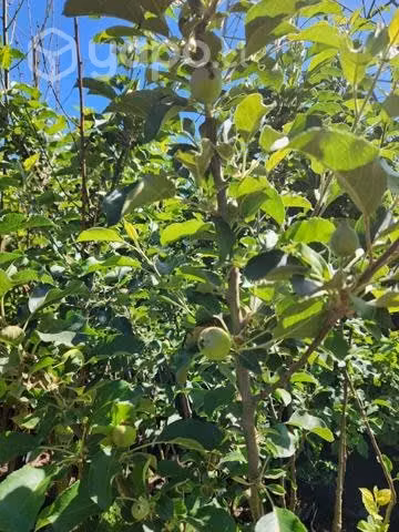 Plantas frutales manzanos con fruta