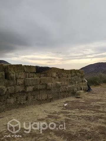 Fardos de alfalfa - Imagen 2